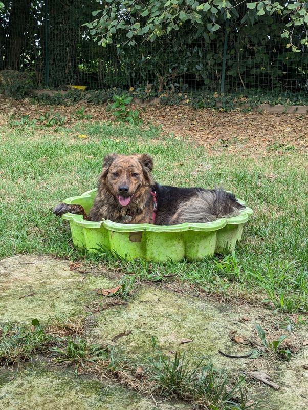 Un cane fulvo sdraiato in una piscinetta verde sul prato dell'asilo