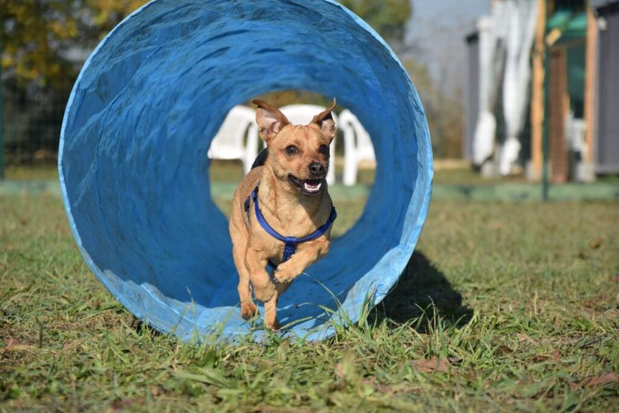 Un cane piccolo esce di corsa da un tunnel blu