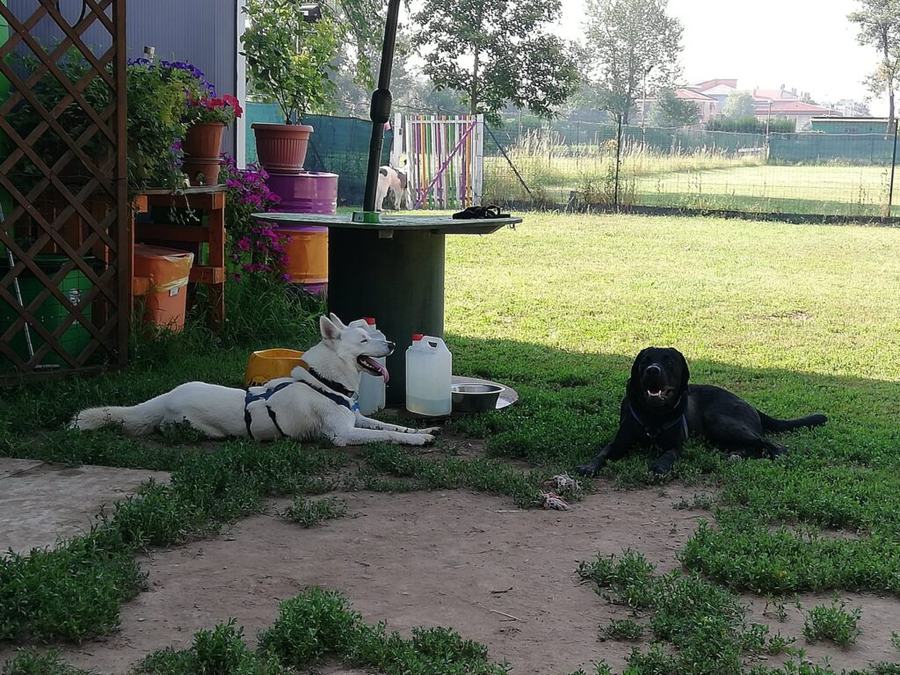 L'area relax dell'asilo con vasi colorati e cani che giocano sull'erba