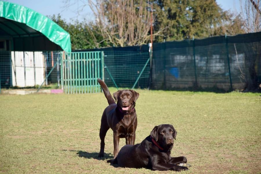 Due labrador color cioccolato nel campo recintato
