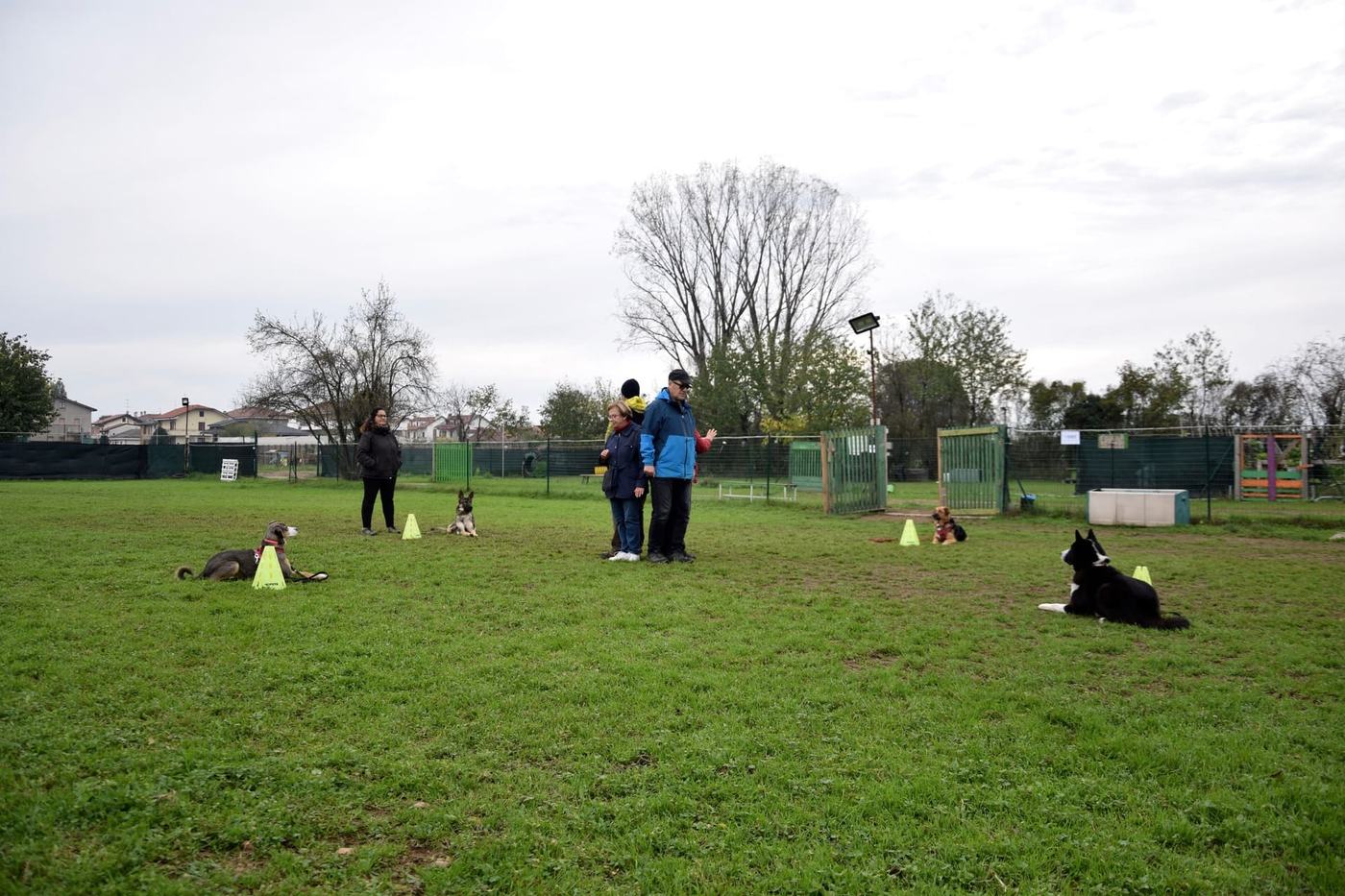 Una lezione di gruppo al campo: proprietari e cani distanziati tra coni gialli, alberi sullo sfondo