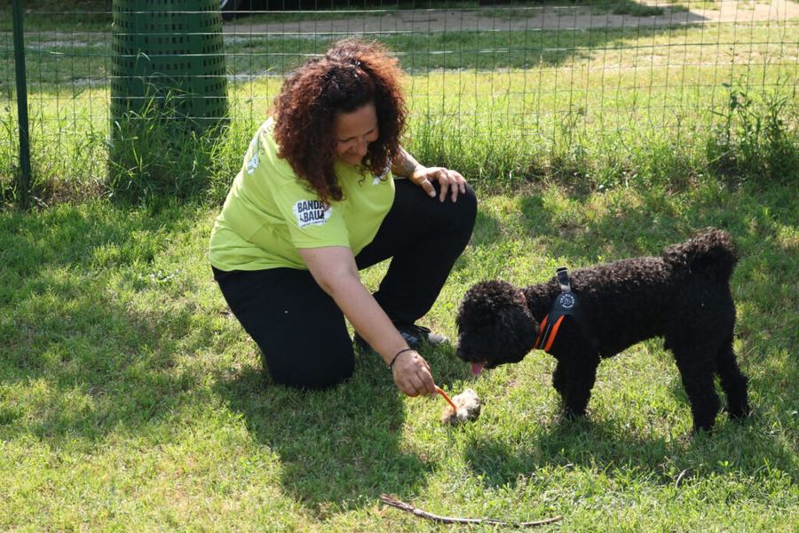 Un'educatrice con la maglietta lime premia un barboncino nero sul prato