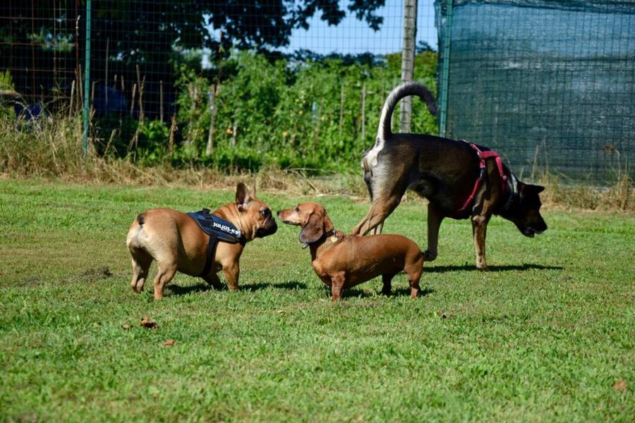 Tre cani di taglie diverse si annusano e si studiano sul prato
