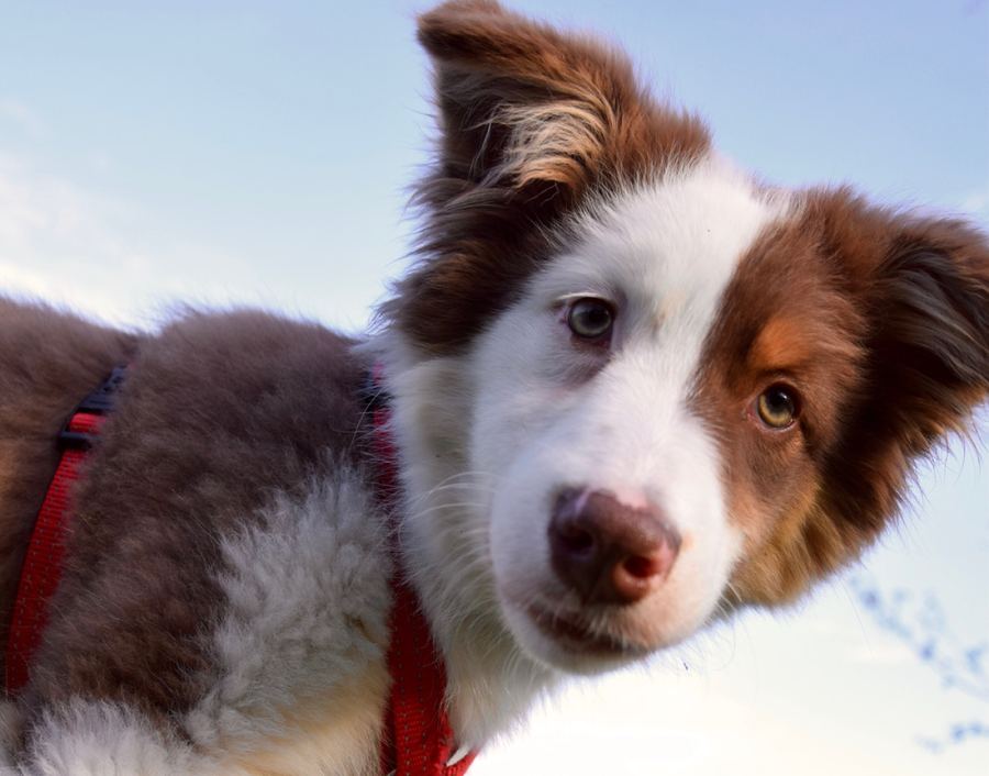 Primo piano di un cucciolo di border collie marrone e bianco con la pettorina rossa