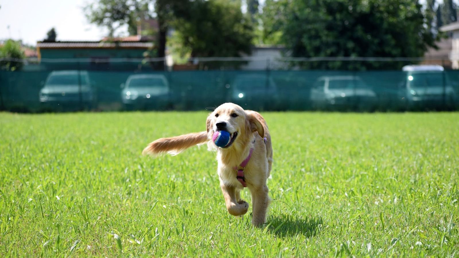 Un cucciolo di golden retriever corre sul prato del campo con una pallina blu in bocca
