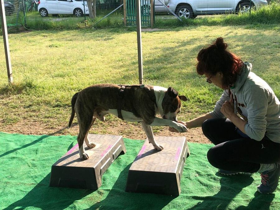 Un cane in equilibrio su due pedane durante un esercizio di K9 Cross Training, guidato da un'istruttrice